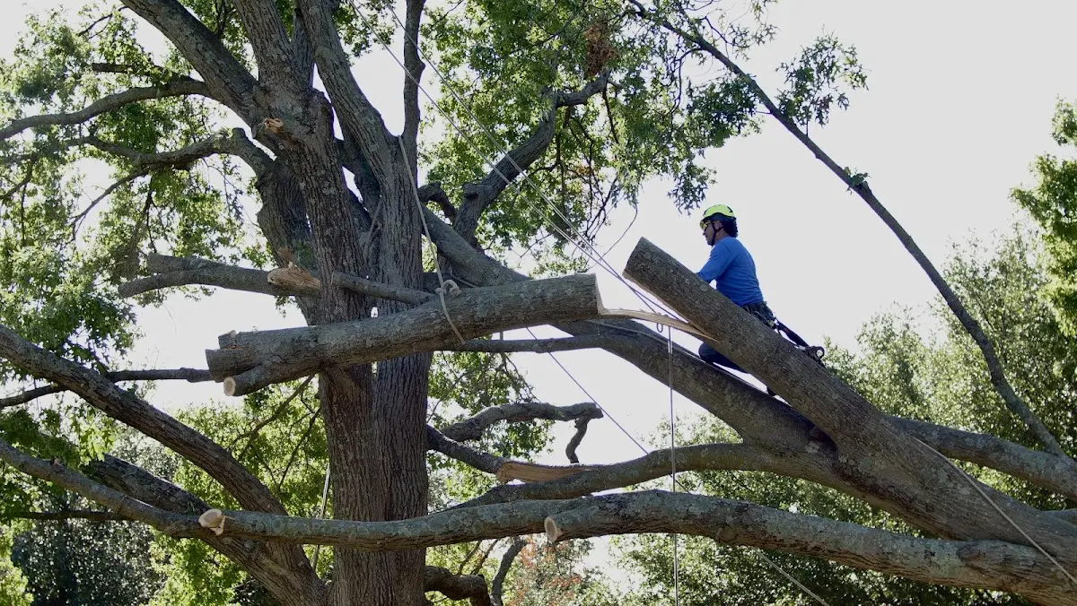 Professional Hazardous Tree Removal performed by certified arborists in Traver